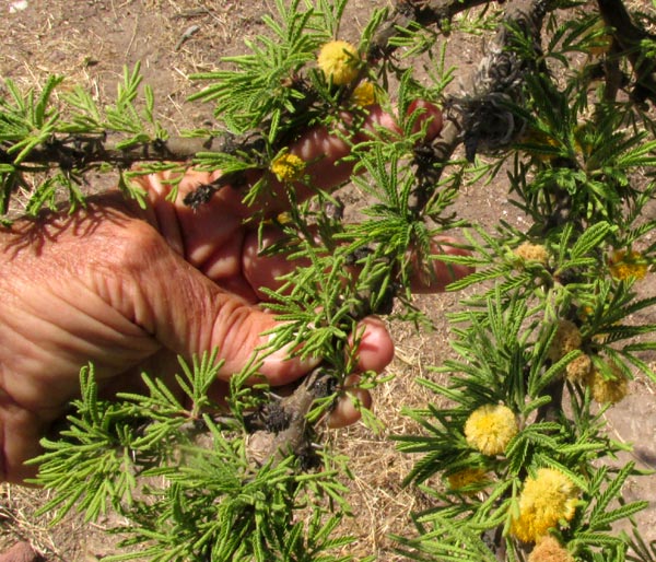 Twisted Acacia, VACHELLIA (ACACIA) SCHAFFNERI, flowering heads