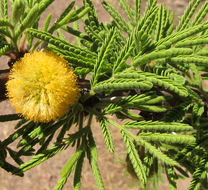 Twisted Acacia, VACHELLIA (ACACIA) SCHAFFNERI, close-up of flowering heads and emerging leaves