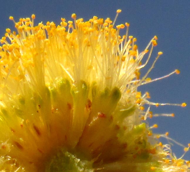Twisted Acacia, VACHELLIA (ACACIA) SCHAFFNERI, close-up of flowers & stamens