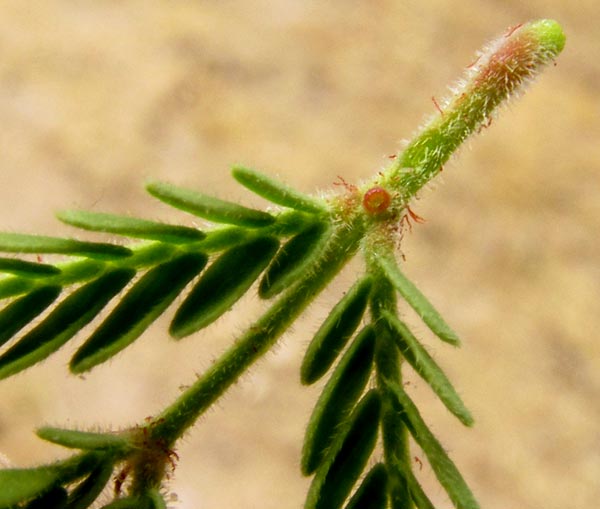 Twisted Acacia, VACHELLIA (ACACIA) SCHAFFNERI, close-up of gland on expanding, hairy leaf