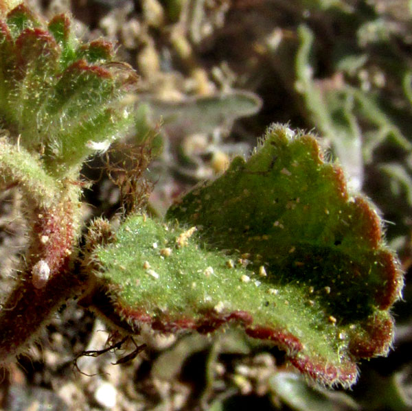 Round Copperleaf, ACALYPHA MONOSTACHYA, hairy leaf