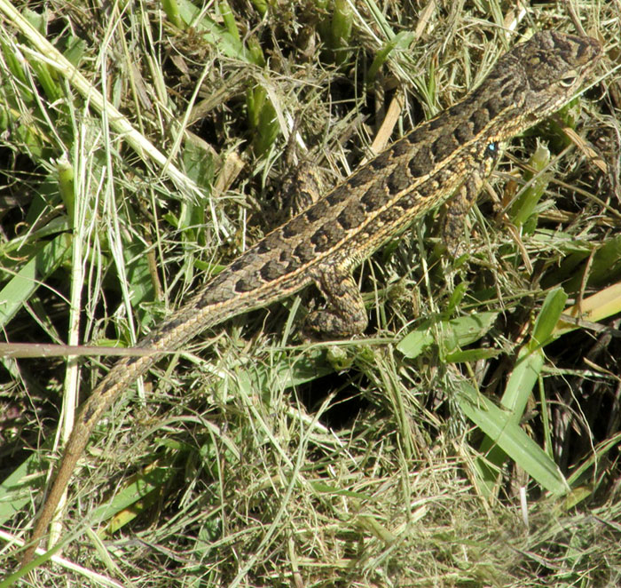 Southern Bunchgrass Lizard, SCELOPORUS AENEUS