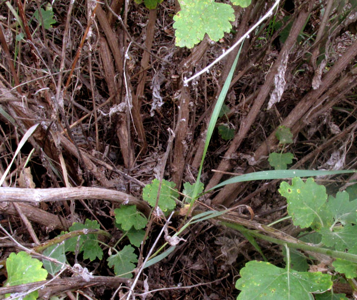 Bur Ragweed, AMBROSIA CORDIFOLIA, branching, woody base