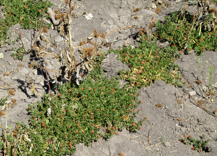 Scarlet Pimpernel, ANAGALLIS ARVENSIS, weed in fallow cornfield