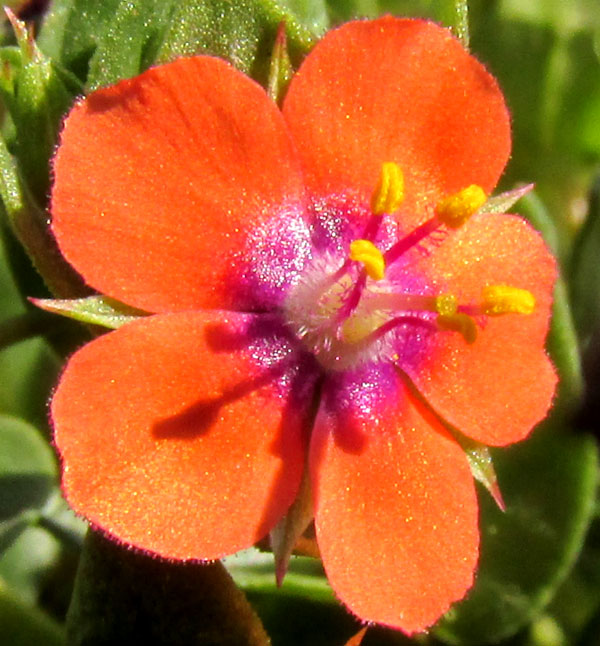 Scarlet Pimpernel, ANAGALLIS ARVENSIS, flower