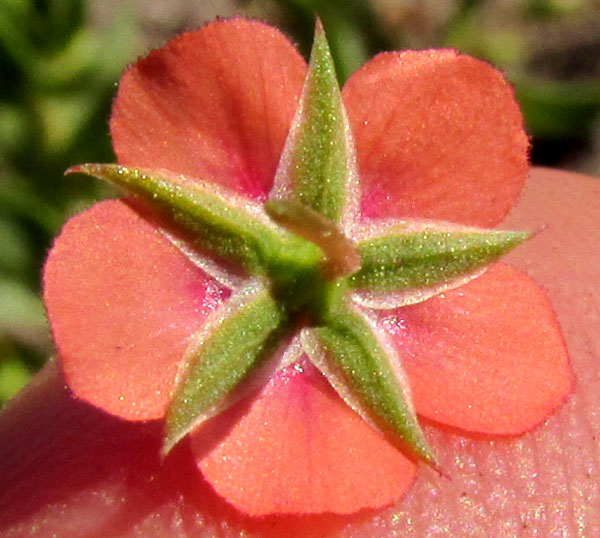 Scarlet Pimpernel, ANAGALLIS ARVENSIS, backside of flower showing calyx