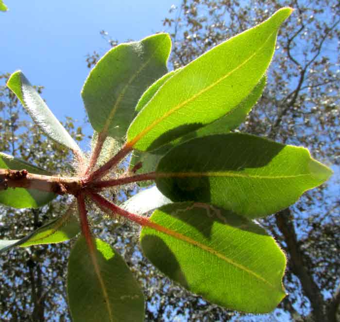 Madrone, ARBUTUS TESSELLATA, leaves