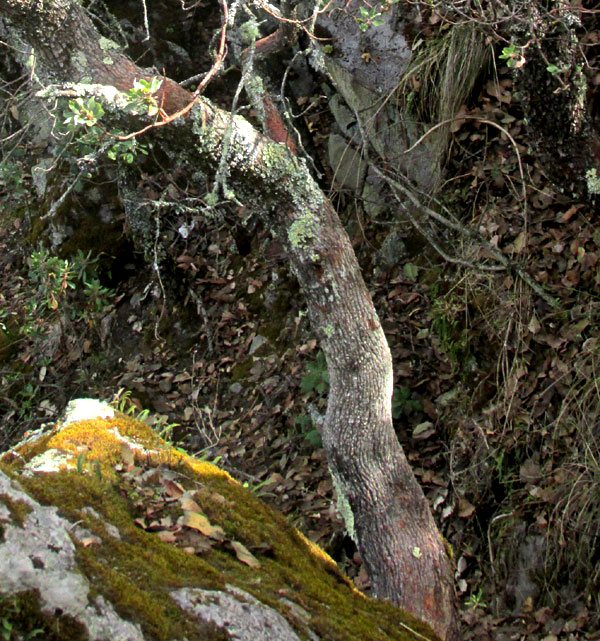 Madrone, ARBUTUS TESSELLATA, bark on older tree