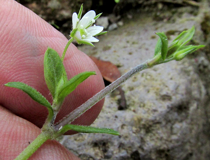 Spreading Sandwort, ARENARIA LANUGINOSA, sprout tip with flower