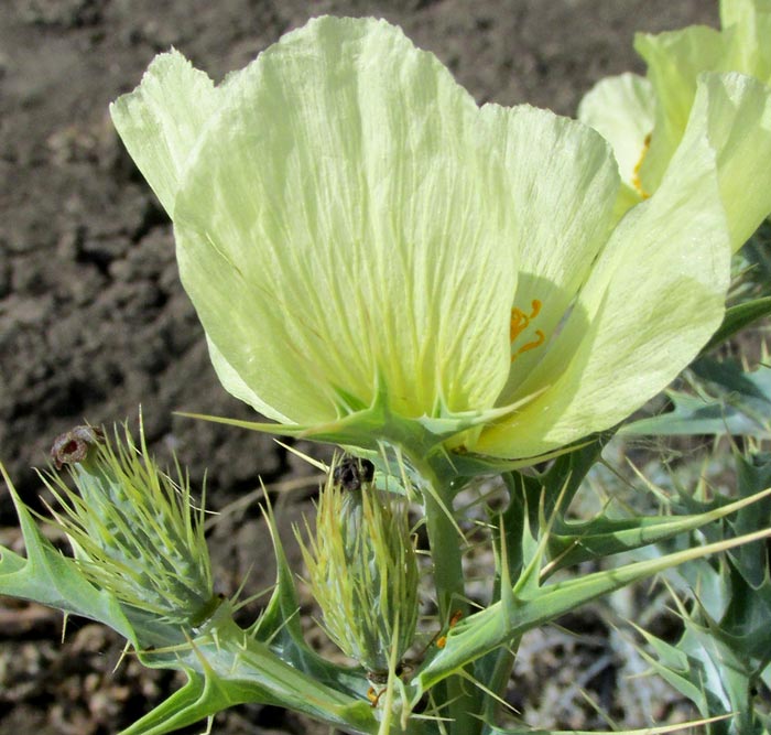 Pale Mexican Pricklypoppy, ARGEMONE OCHROLEUCA, flower and maturing ovaries, side view