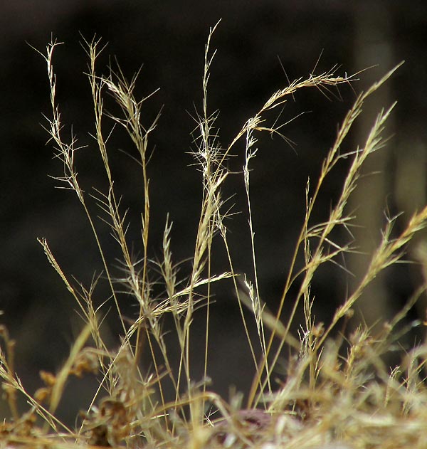 Purple Three-awn Grass, ARISTIDA PURPUREA, dry-season with awns out