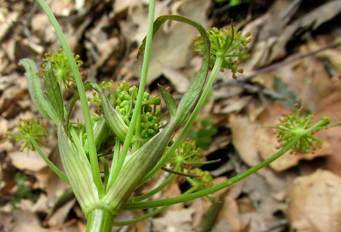 ARRACACIA AEGOPODIOIDES, inflorescence from below showing bracts