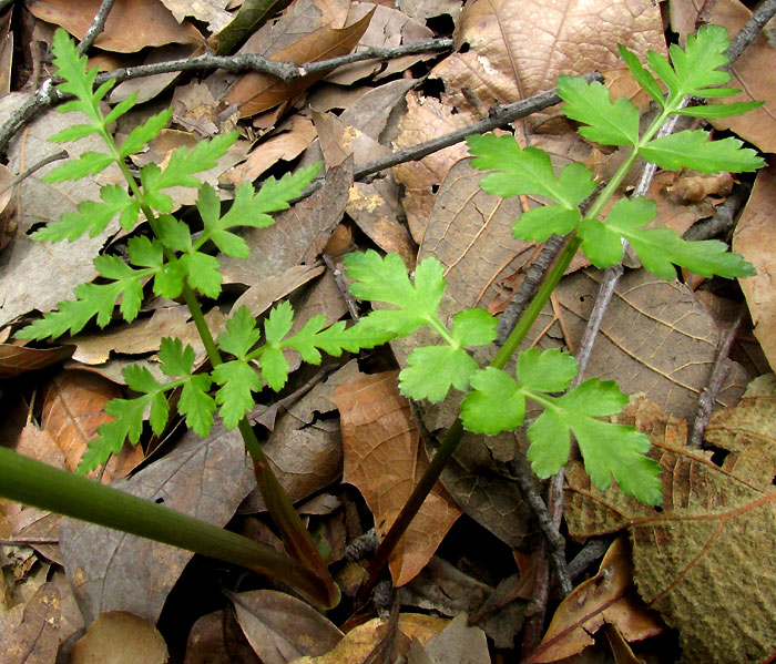 ARRACACIA AEGOPODIOIDES, leaves