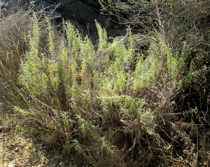 Mexican Silver Wormwood, ARTEMISIA LUDOVICIANA ssp. MEXICANA, bush in habitat