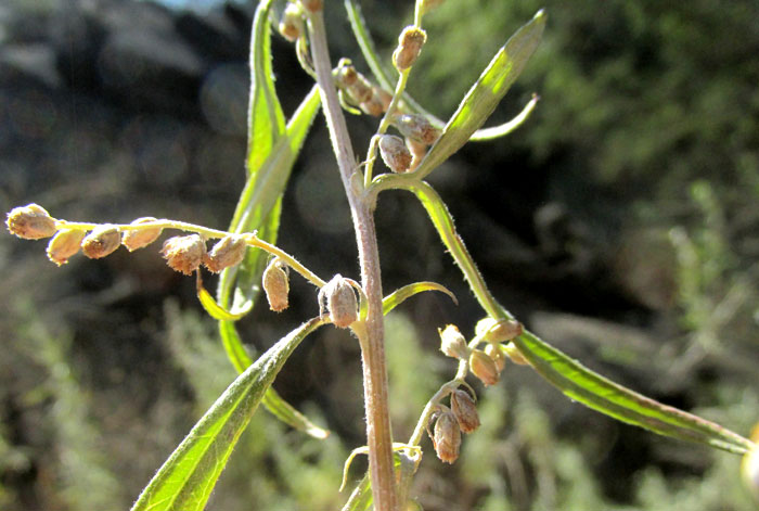 Mexican Silver Wormwood, ARTEMISIA LUDOVICIANA ssp. MEXICANA, inflorescences
