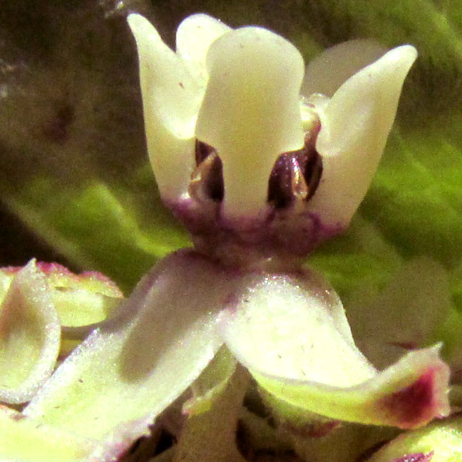 ASCLEPIAS PRINGLEI, side view of flower