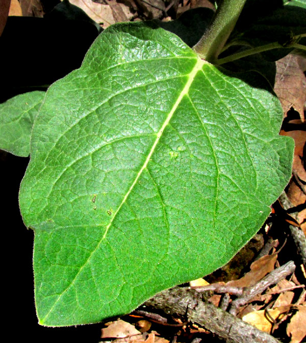 ASCLEPIAS PRINGLEI, leaf shape