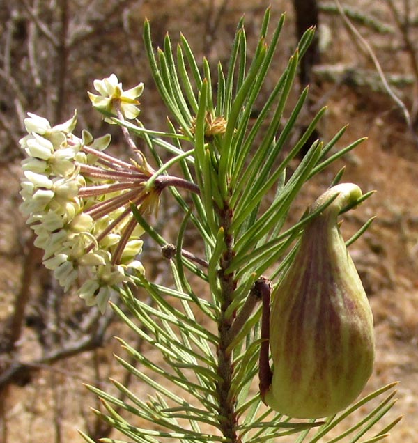 Pineneedle Milkweed, ASCLEPIAS LINARIA, leaves, flowers and fruit on branch