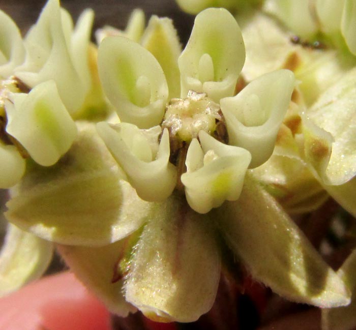 Pineneedle Milkweed, ASCLEPIAS LINARIA, flower close-up