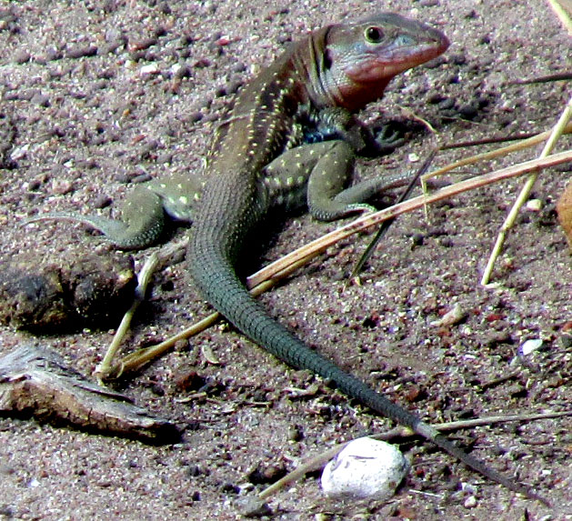 Spotted Whiptail, ASPIDOSCELIS GULARIS, with spots