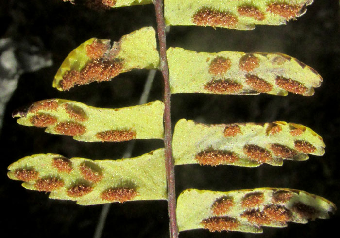 Black-stemmed Spleenwort, ASPLENIUM RESILIENS, pinnae with sori