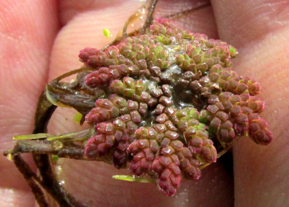 Mosquito Fern, AZOLLA, frond close-up in hand