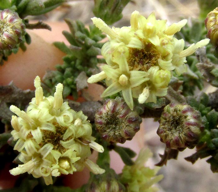 Yerba de Pasmo, BACCHARIS PTERONIOIDES, flowering heads