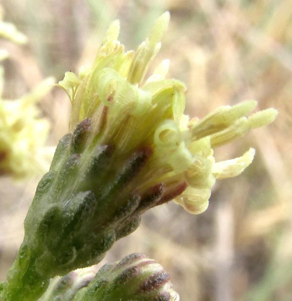 Yerba de Pasmo, BACCHARIS PTERONIOIDES, flowering head from side showing involucre