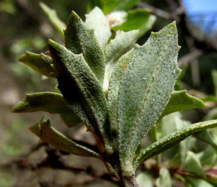 Yerba de Pasmo, BACCHARIS PTERONIOIDES, leaf