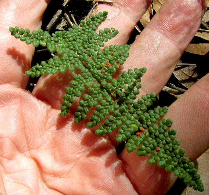 CHEILANTHES MEXICANA, frond