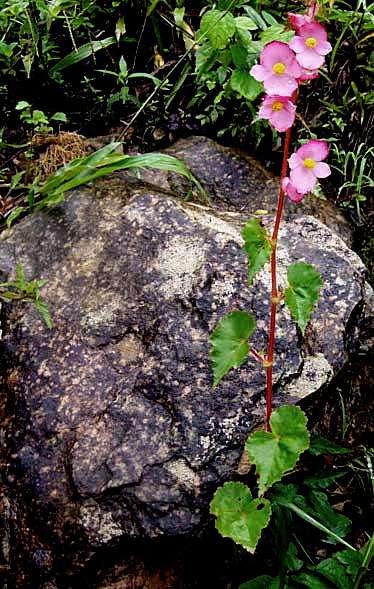 Hollyhock Begonia, BEGONIA GRACILIS, in habitat
