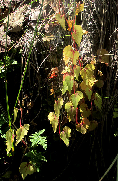 Hollyhock Begonia, BEGONIA GRACILIS, in habitat, late season fruiting