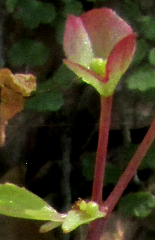 Hollyhock Begonia, BEGONIA GRACILIS, fruit