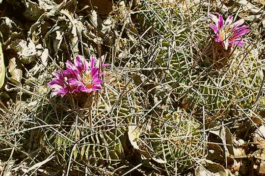 STENOCACTUS LAMELLOSUS