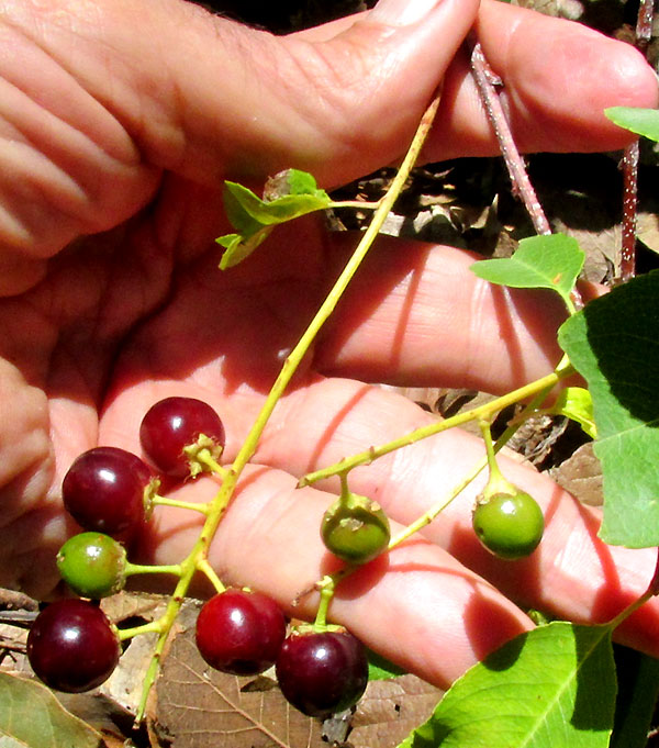 Black Cherry, PRUNUS SEROTINA ssp. capuli, fruits