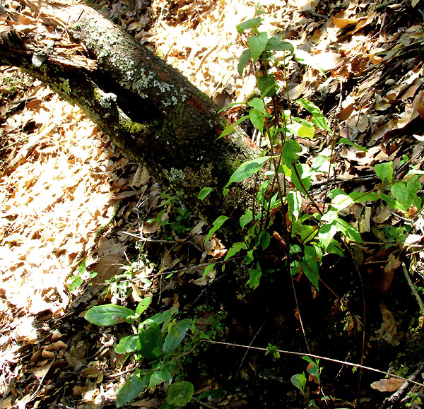 Black Cherry, PRUNUS SEROTINA ssp. capuli, trunk and new sprouts from base