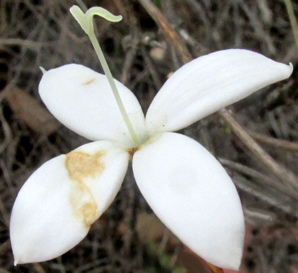 Scented Bouvardia, BOUVARDIA LONGIFLORA, flower from above showing long style with two stigmas