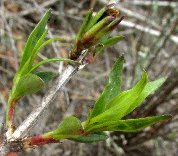 Scented Bouvardia, BOUVARDIA LONGIFLORA, squared stem with opposite leaves & stipules