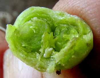 Scented Bouvardia, BOUVARDIA LONGIFLORA, open immature fruit showing two carpels