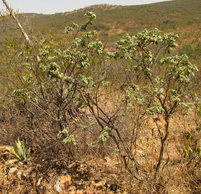 BRONGNIARTIA LUPINOIDES, form & habitat