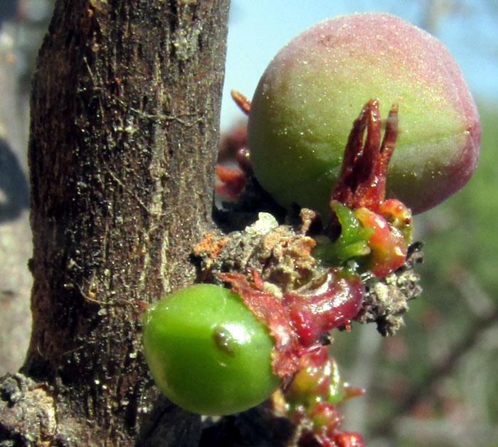 Torchwood Copal, BURSERA FAGAROIDES, immature fruits