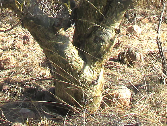 Torchwood Copal, BURSERA FAGAROIDES, swollen trunk with peeling bark