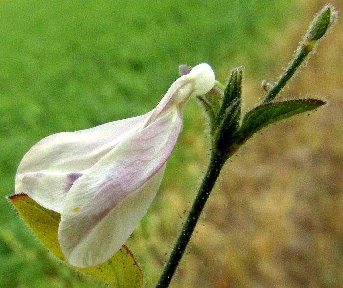 Viscid Wrightwort, CARLOWRIGHTIA NEESIANA, flower from side