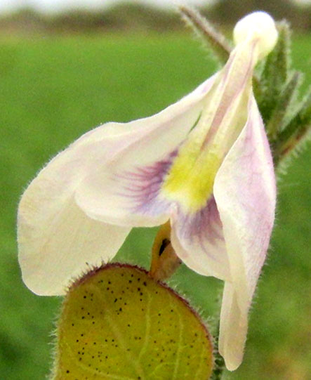 Viscid Wrightwort, CARLOWRIGHTIA NEESIANA, flower from below