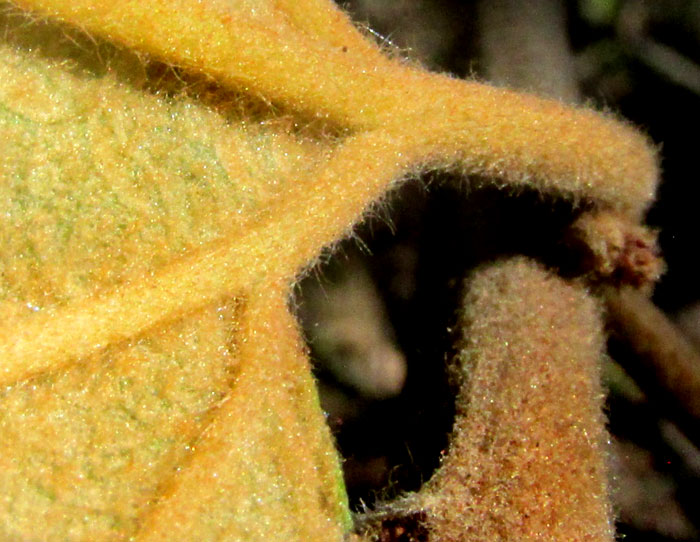 'California Lilac', CEANOTHUS CAERULEUS, ferruginous leaf undersurface and stem