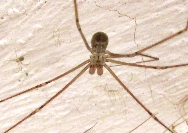 Short-bodied Cellar Spider, PHYSOCYCLUS GLOBOSUS