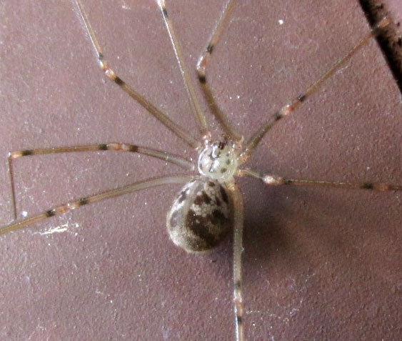 Short-bodied Cellar Spider, PHYSOCYCLUS GLOBOSUS, carapace design