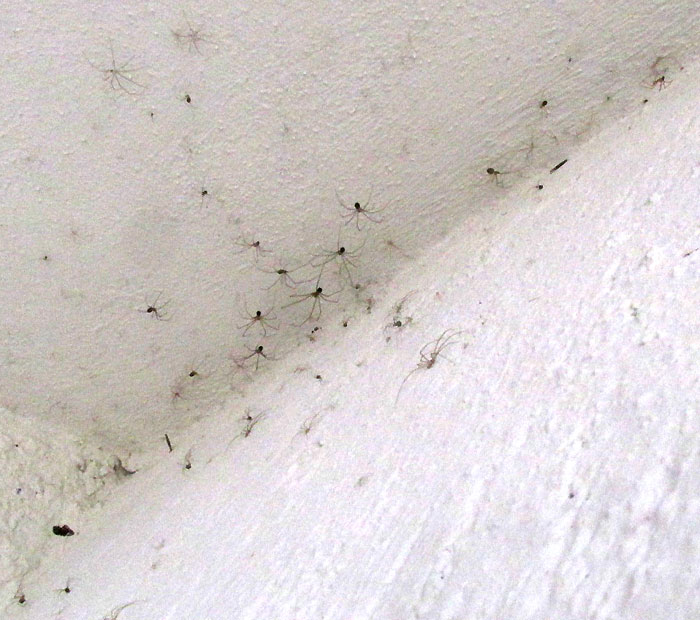 Short-bodied Cellar Spider, PHYSOCYCLUS GLOBOSUS, habitat in outside bathroom ceiling corner