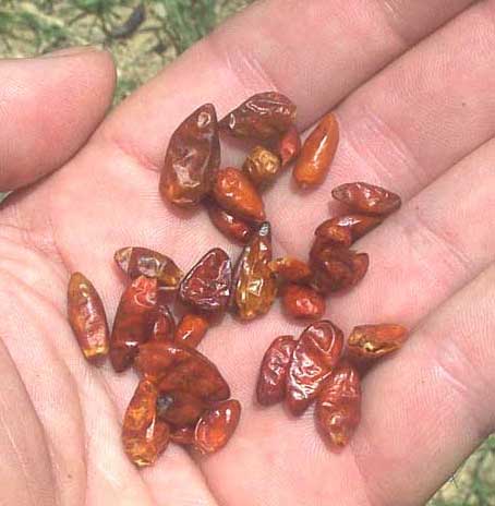 dried fruits of Chili Pequín, CAPSICUM ANNUM var GLABRIUSCULUM
