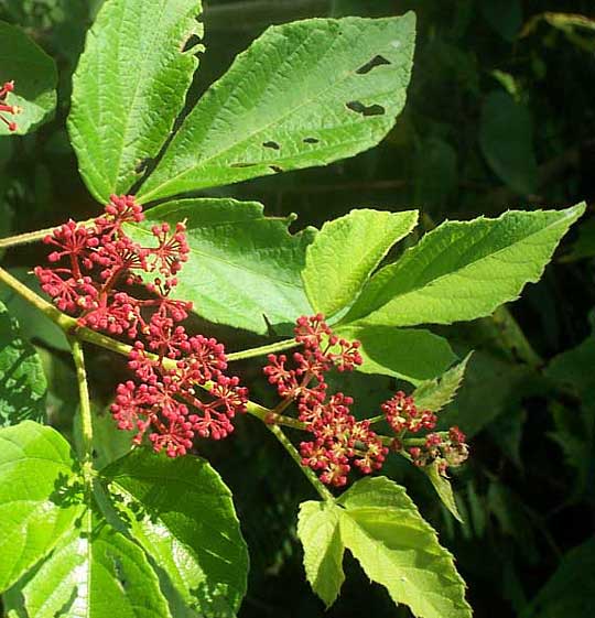 CISSUS MICROCARPA